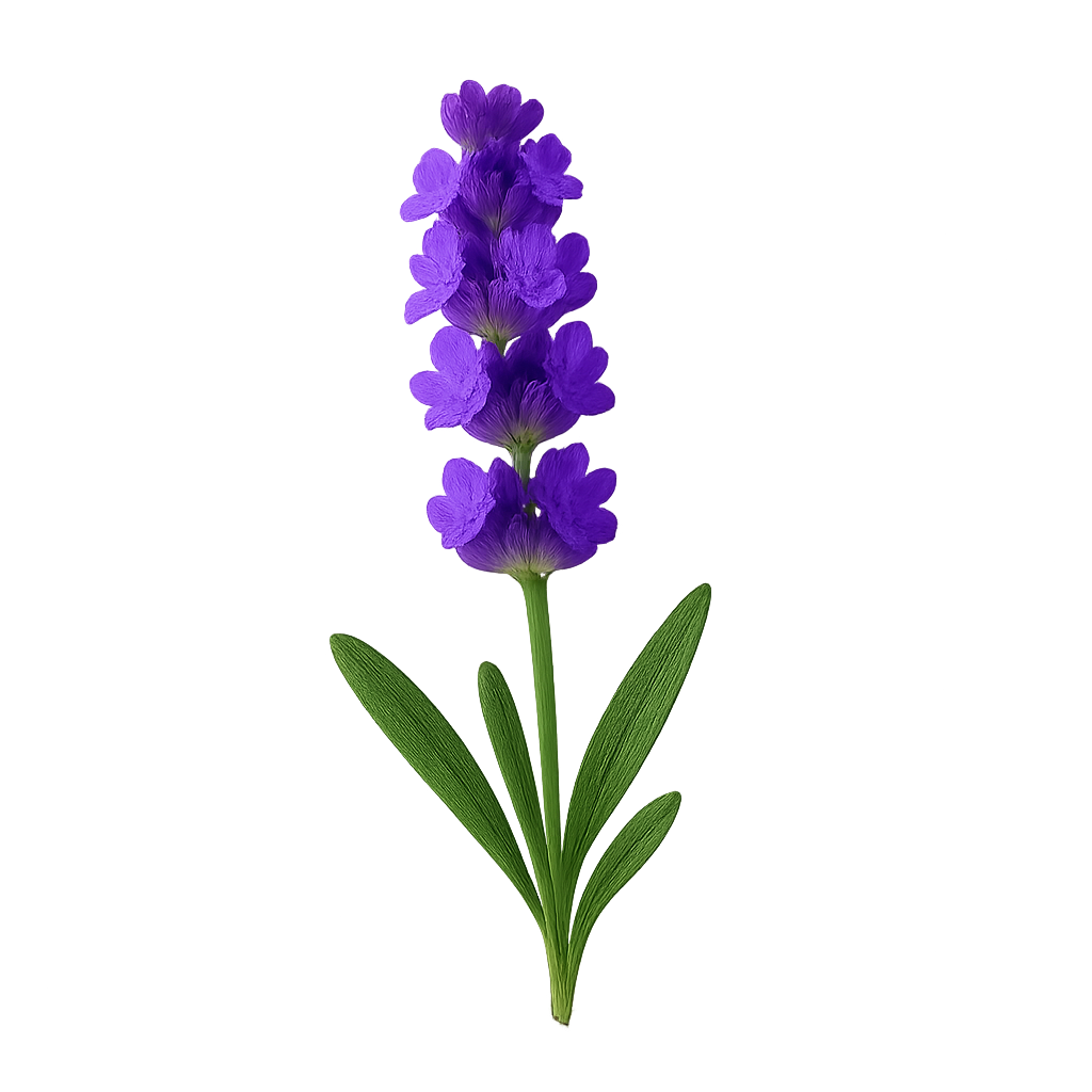 Whipped Tallow & Manuka Honey Moisturizer World’s Best Beef Tallow Balm Lavender